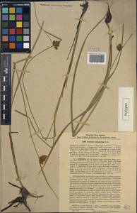 Bolboschoenus schmidii (Raymond) Holub, Siberia, Baikal & Transbaikal region (S4) (Russia)