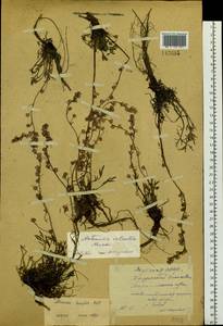 Artemisia borealis Pall., Siberia, Yakutia (S5) (Russia)