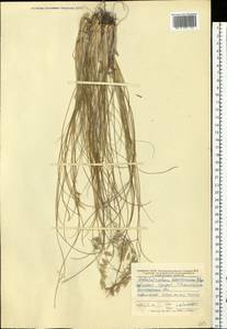 Helictotrichon desertorum (Less.) Pilg., Eastern Europe, Central forest-and-steppe region (E6) (Russia)