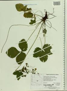 Fragaria moschata Duchesne, Eastern Europe, North-Western region (E2) (Russia)