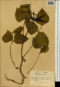 Vigna mungo (L.)Hepper, South Asia, South Asia (Asia outside ex-Soviet states and Mongolia) (ASIA) (China)