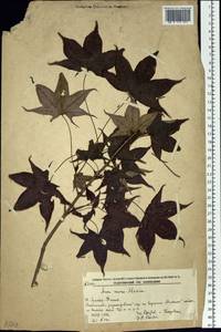 Acer pictum subsp. mono (Maxim.) H. Ohashi, Siberia, Russian Far East (S6) (Russia)