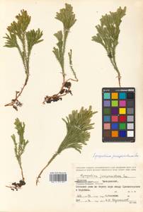 Dendrolycopodium obscurum (L.) A. Haines, Siberia, Russian Far East (S6) (Russia)