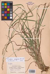 Dactylis glomerata subsp. lobata (Drejer) H.Lindb., Eastern Europe, North Ukrainian region (E11) (Ukraine)
