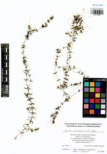 Hydrilla verticillata (L.f.) Royle, Siberia, Baikal & Transbaikal region (S4) (Russia)