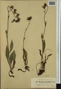 Hieracium sparsum subsp. silesiacum (E. Krause) Zahn, Western Europe (EUR) (Czech Republic)