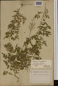Cardamine impatiens L., Western Europe (EUR) (Germany)