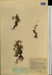 Descurainia sophioides (Fisch. ex Hook.) O.E. Schulz, Siberia, Chukotka & Kamchatka (S7) (Russia)