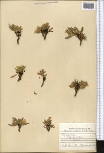 Convolvulus lineatus L., Middle Asia, Pamir & Pamiro-Alai (M2) (Turkmenistan)