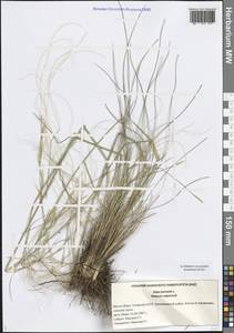 Stipa pennata L., Eastern Europe, Middle Volga region (E8) (Russia)