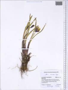 Allium semenovii Regel, Middle Asia, Northern & Central Tian Shan (M4) (Kyrgyzstan)