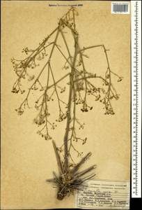 Pimpinella aurea DC., Caucasus, Armenia (K5) (Armenia)
