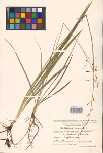 Anthericum ramosum L., Eastern Europe, North Ukrainian region (E11) (Ukraine)