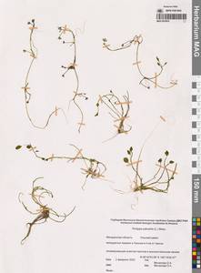 Rorippa palustris (L.) Besser, Siberia, Chukotka & Kamchatka (S7) (Russia)