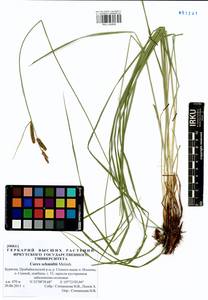 Carex schmidtii Meinsh., Siberia, Baikal & Transbaikal region (S4) (Russia)