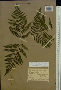 Pteridium aquilinum subsp. pinetorum (C. N. Page & R. R. Mill) J. A. Thomson, Eastern Europe, North Ukrainian region (E11) (Ukraine)