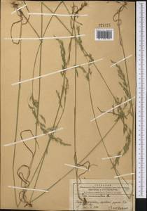 Poa nemoralis L., Middle Asia, Western Tian Shan & Karatau (M3) (Kazakhstan)
