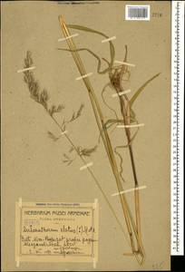 Arrhenatherum elatius (L.) P.Beauv. ex J.Presl & C.Presl, Caucasus, Armenia (K5) (Armenia)