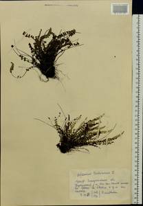 Asplenium trichomanes L., Eastern Europe, West Ukrainian region (E13) (Ukraine)