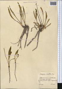 Scorzonera parviflora Jacq., Middle Asia, Northern & Central Kazakhstan (M10) (Kazakhstan)