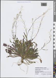 Arabidopsis arenosa (L.) Lawalrée, Western Europe (EUR) (Germany)