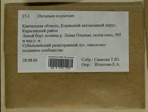 Dicranum scoparium Hedw., Bryophytes, Bryophytes - Chukotka & Kamchatka (B21) (Russia)