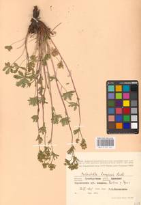 Potentilla longipes Ledeb., Eastern Europe, Eastern region (E10) (Russia)