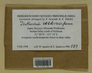 Isotheciastrum subdiversiforme (Broth.) Ignatova, Fedosov & Ignatov, Bryophytes, Bryophytes - Asia (outside ex-Soviet states) (BAs) (Japan)