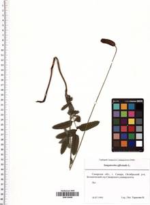 Sanguisorba officinalis L., Eastern Europe, Middle Volga region (E8) (Russia)