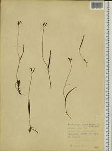 Hemipilia kinoshitae (Makino) Y.Tang, H.Peng & T.Yukawa, Siberia, Russian Far East (S6) (Russia)