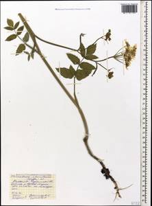 Heracleum chorodanum (Hoffm.) DC., Caucasus, Stavropol Krai, Karachay-Cherkessia & Kabardino-Balkaria (K1b) (Russia)