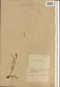 Carex leporina L., Eastern Europe, Northern region (E1) (Russia)