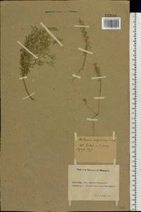 Alyssum alyssoides (L.) L., Eastern Europe, Rostov Oblast (E12a) (Russia)