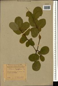 Cotinus coggygria Scop., Caucasus, Azerbaijan (K6) (Azerbaijan)