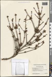 Picea obovata Ledeb., Eastern Europe, Northern region (E1) (Russia)