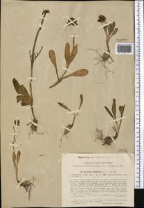 Valeriana chionophila Popov & Kult., Middle Asia, Syr-Darian deserts & Kyzylkum (M7) (Kazakhstan)