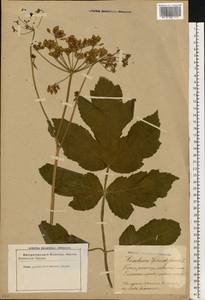 Heracleum sphondylium L., Eastern Europe, Latvia (E2b) (Latvia)