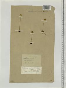 Androsace bungeana Schischk. & Bobrov, Siberia, Baikal & Transbaikal region (S4) (Russia)
