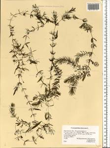 Ceratophyllum demersum L., Eastern Europe, Central forest-and-steppe region (E6) (Russia)