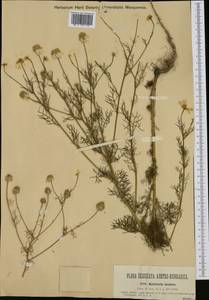 Tripleurospermum inodorum (L.) Sch.-Bip, Western Europe (EUR) (Austria)
