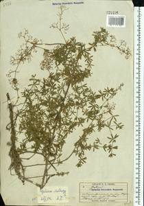 Galium mollugo L., Eastern Europe, Eastern region (E10) (Russia)