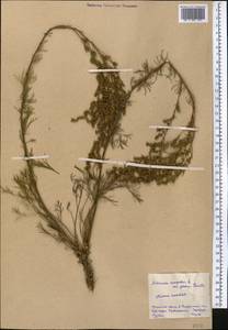 Artemisia campestris L., Middle Asia, Northern & Central Kazakhstan (M10) (Kazakhstan)