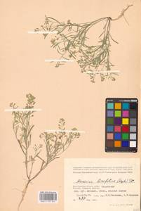 Meniocus linifolius (Stephan ex Willd.) DC., Eastern Europe, Lower Volga region (E9) (Russia)