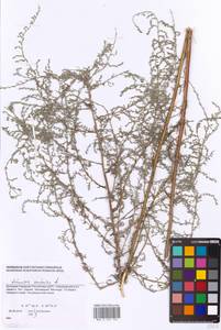 Artemisia caerulescens subsp. caerulescens, Eastern Europe, South Ukrainian region (E12) (Ukraine)