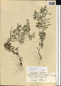Gnaphalium rossicum Kirp., Eastern Europe, South Ukrainian region (E12) (Ukraine)