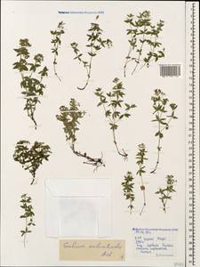 Galium valantioides M.Bieb., Caucasus, Stavropol Krai, Karachay-Cherkessia & Kabardino-Balkaria (K1b) (Russia)