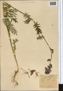Polemonium caucasicum N. Busch, Middle Asia, Northern & Central Tian Shan (M4) (Kyrgyzstan)