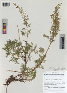 Artemisia gmelinii Weber ex Stechm., Siberia, Altai & Sayany Mountains (S2) (Russia)