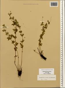 Potentilla erecta (L.) Raeusch., Caucasus, Stavropol Krai, Karachay-Cherkessia & Kabardino-Balkaria (K1b) (Russia)