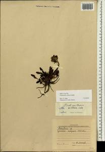 Pedicularis villosa Ledeb. ex Spreng., Siberia, Chukotka & Kamchatka (S7) (Russia)